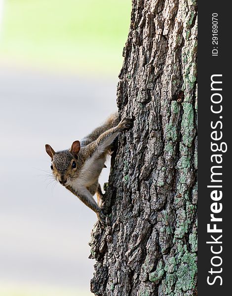 This squirrel seems glued to the tree in Lakeland, Florida. This squirrel seems glued to the tree in Lakeland, Florida