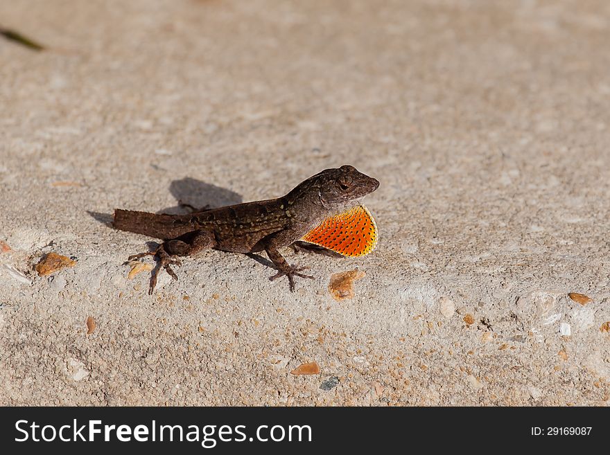 A brown Anole without his tail but with orange yellow dewlap very visabel. A brown Anole without his tail but with orange yellow dewlap very visabel