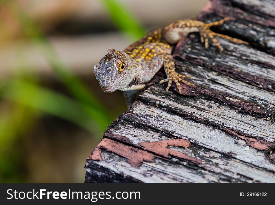 Anole with yellow rimmed eyes and yellow spots in Charlestown, South Carolina. Anole with yellow rimmed eyes and yellow spots in Charlestown, South Carolina.