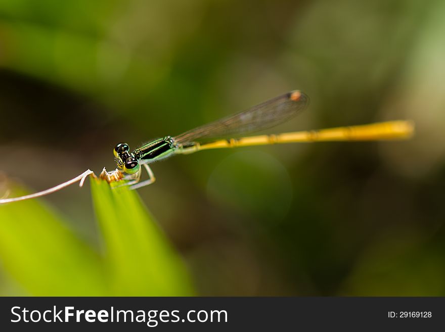 Damselfly with green and black stripes on body and eyes. Damselfly with green and black stripes on body and eyes.