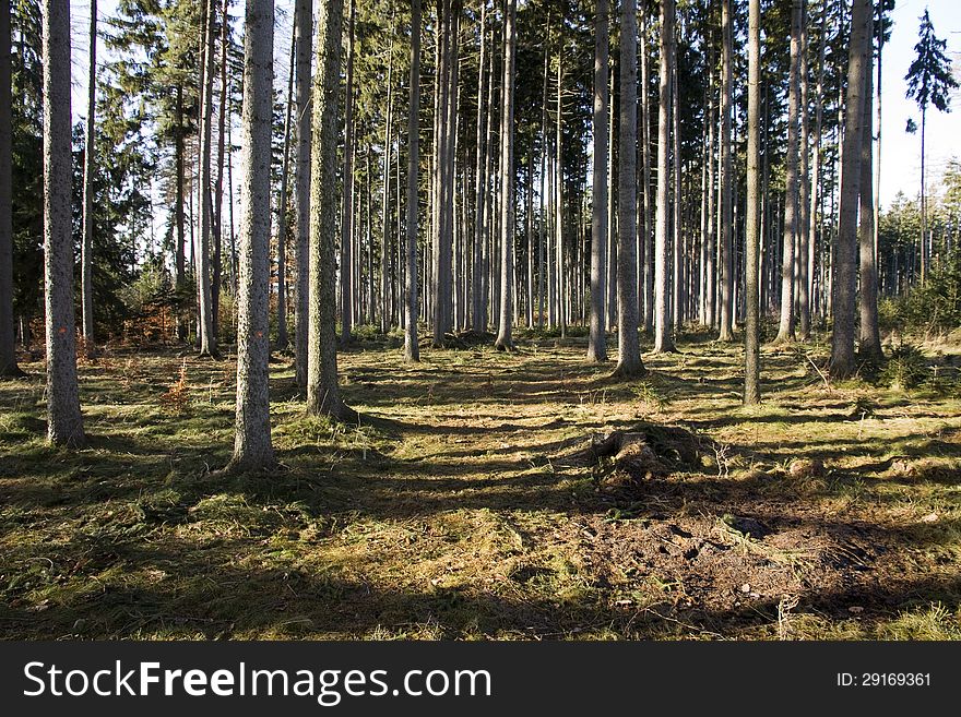 Autumn forest in sunny day. Autumn forest in sunny day