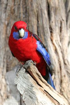 Australian Crimson Rosella Royalty Free Stock Photos Australian Crimson Rosella Royalty Free Stock Photos