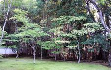 Japanese Garden In The Temple Royalty Free Stock Photo