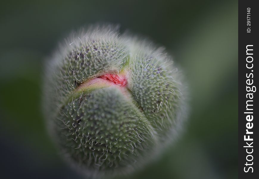 A hairy bud of a poppy coming out. A hairy bud of a poppy coming out