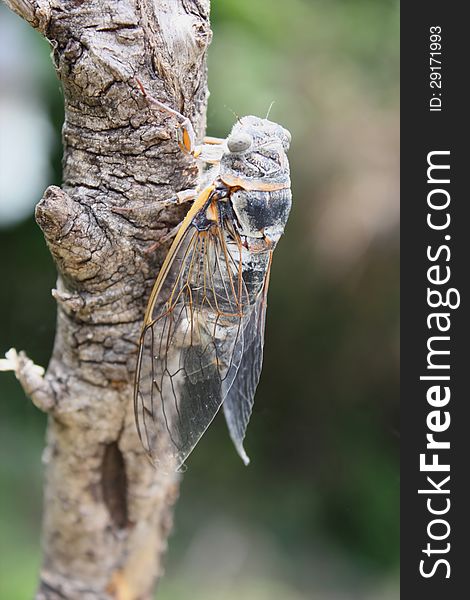 Cicada staying on a dry twig. Blur background. Cicada staying on a dry twig. Blur background