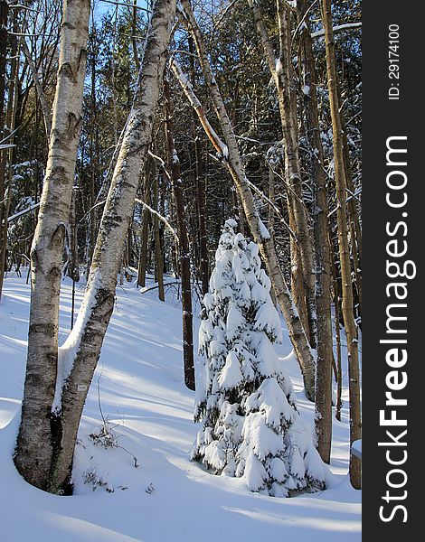 Winter landscape with  fur-tree, covered by snow. Winter landscape with  fur-tree, covered by snow