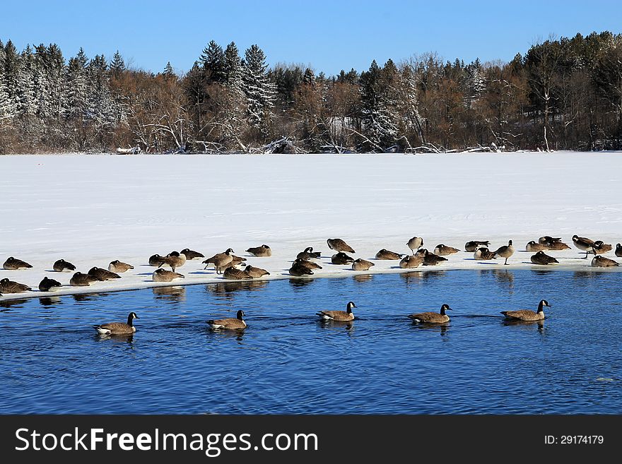 Winter landscape with the flock of geese. Winter landscape with the flock of geese