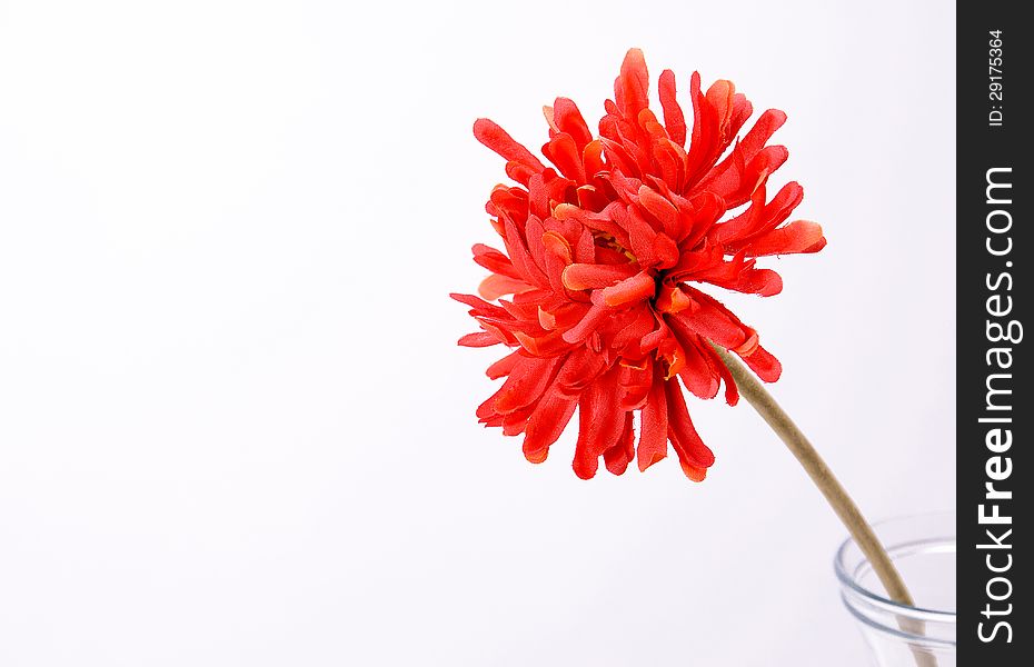 Red flower bright color decor