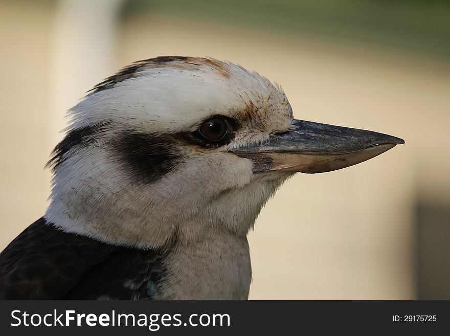 Australian Kookaburra Dacelo at Wye River, Victoria