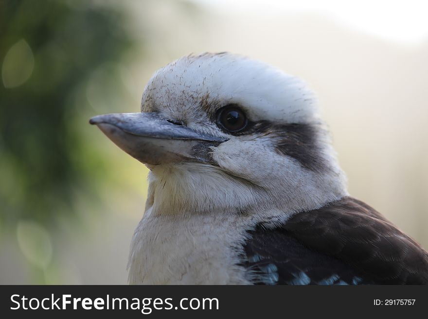 Australian Kookaburra Dacelo at Wye River, Victoria