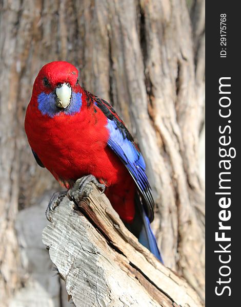 Crimson Rosella Playtycercus elegans. Crimson Rosella Playtycercus elegans