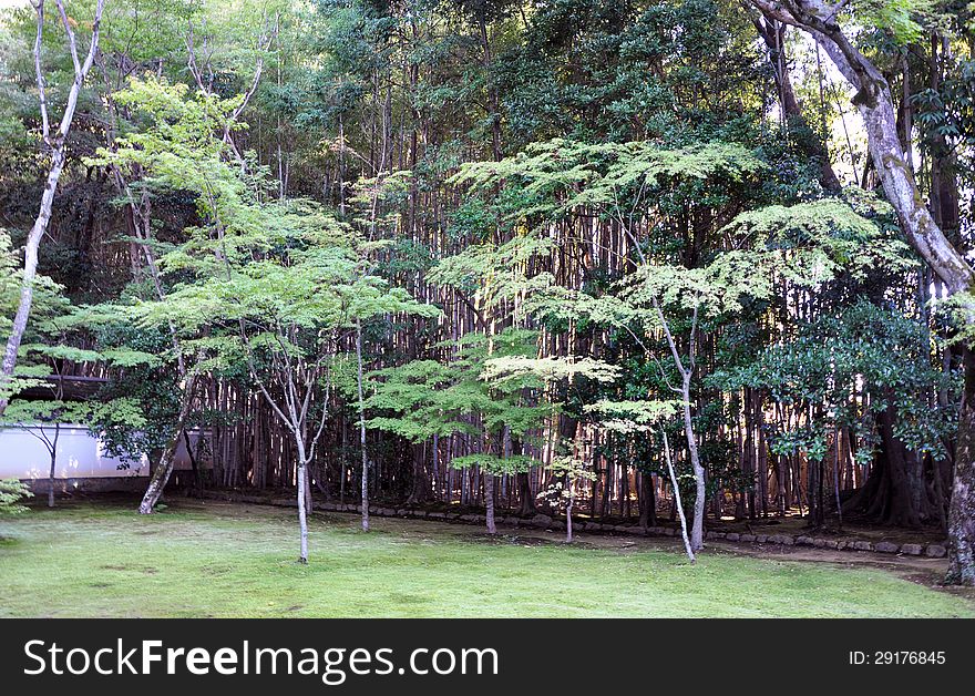 Japanese garden in the temple