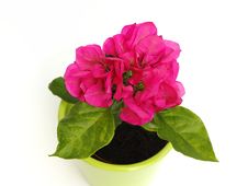 Bougainvillea Royalty Free Stock Images