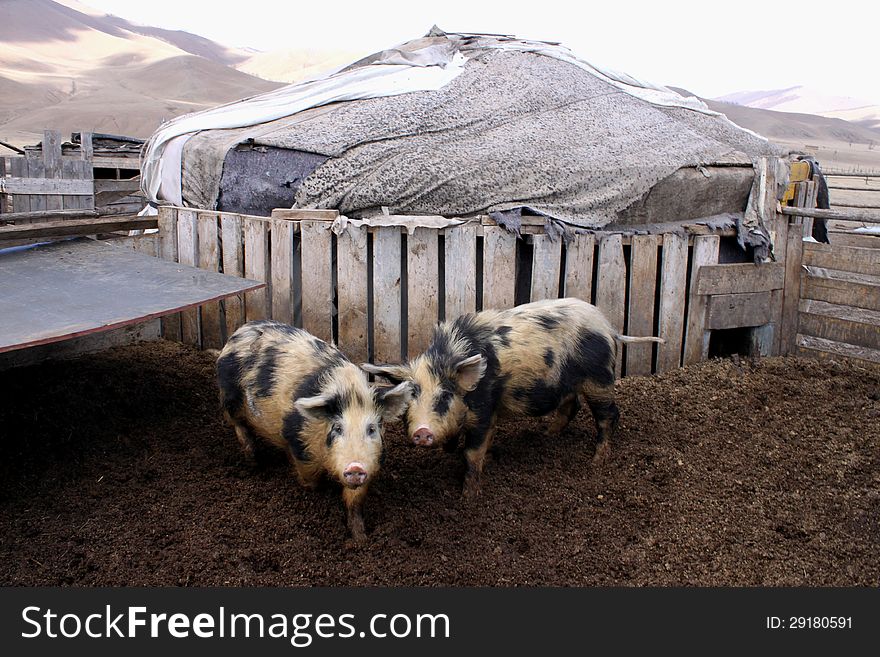 Two pigs by the Ger in  central Mongolia. Two pigs by the Ger in  central Mongolia.