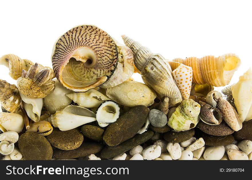 Sea shells isolated on white