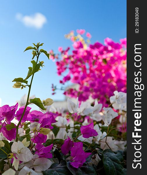 Greek island of Santorini. Bougainvillea with background view of sky. Greek island of Santorini. Bougainvillea with background view of sky