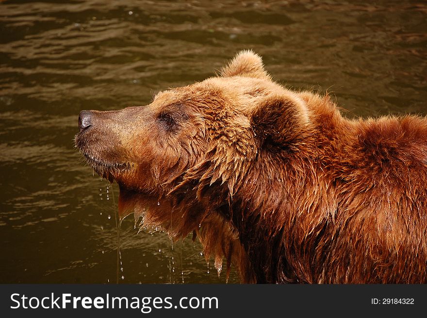 Kamchatka Bear