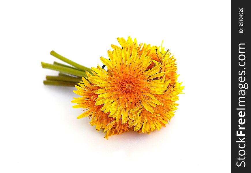 Bouquet of dandelions on white background