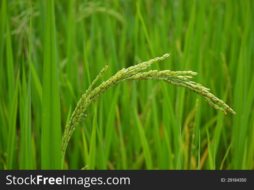 Stalk of rice paddy irrigation of field