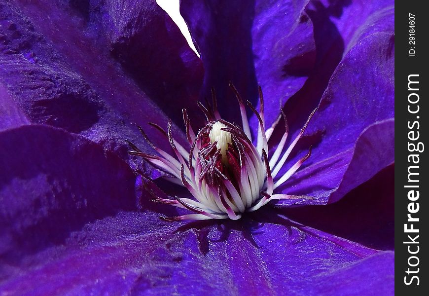 Blue clematis - liana flower on white background