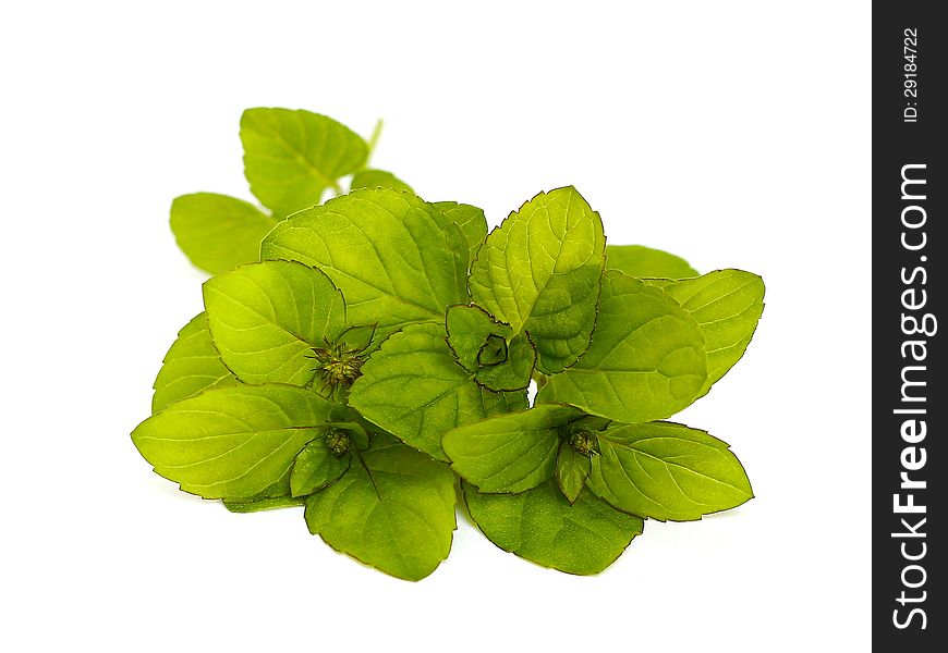Fresh mint on a white background