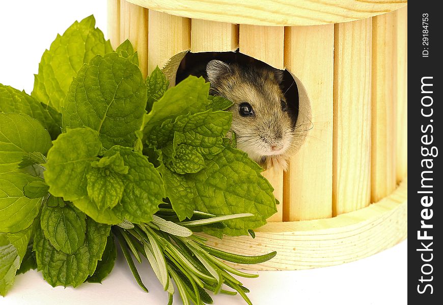 Small hamster on a white background