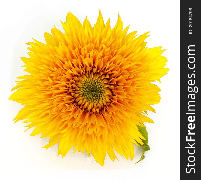 Blooming sunflower on a white background