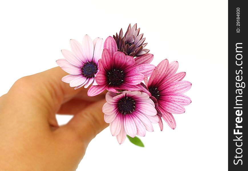 Fresh pink flowers in hand