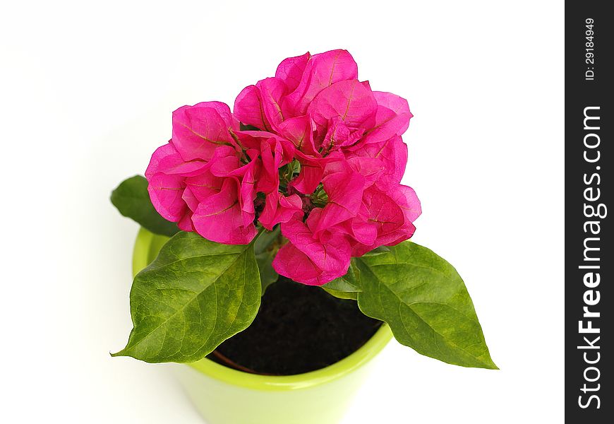 Pink bougainvillea on a white background