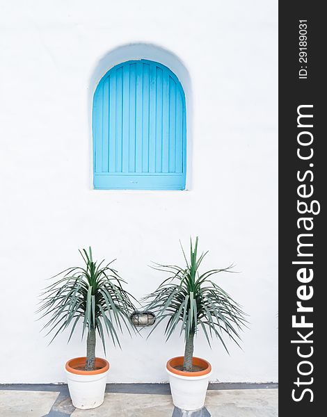 Blue window on white wall with small palm tree