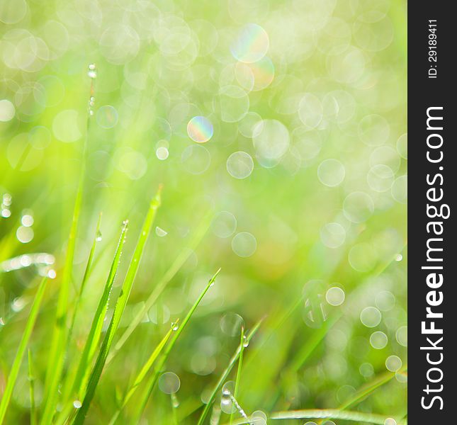 Abstract green natural background. Fresh spring grass with drops on natural defocused light green background.