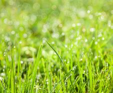 Abstract Green Natural Background Royalty Free Stock Images Abstract Green Natural Background Royalty Free Stock Images