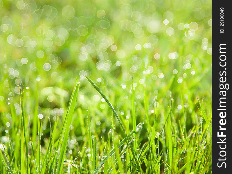 Fresh spring grass with drops on natural defocused light green background. Fresh spring grass with drops on natural defocused light green background.