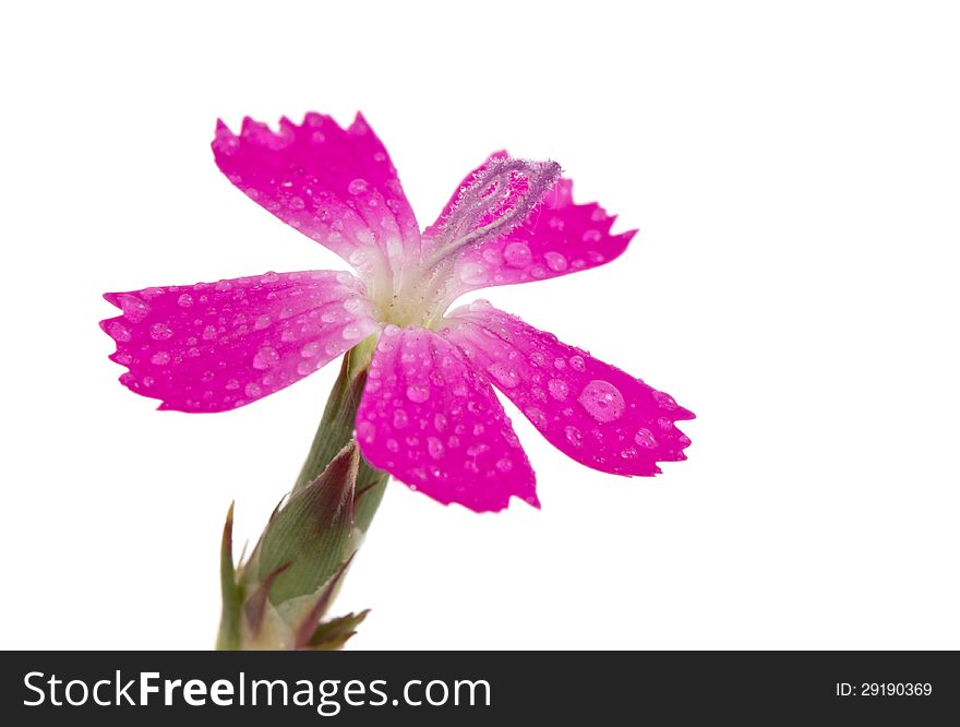 Purple flower isolated