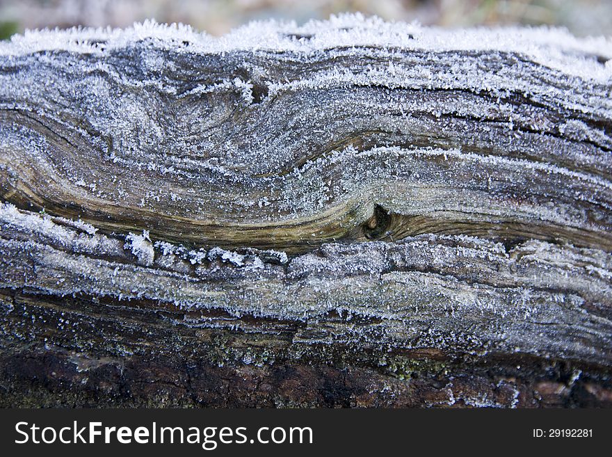 Cracked bark of tree with small snow crystals. Cracked bark of tree with small snow crystals