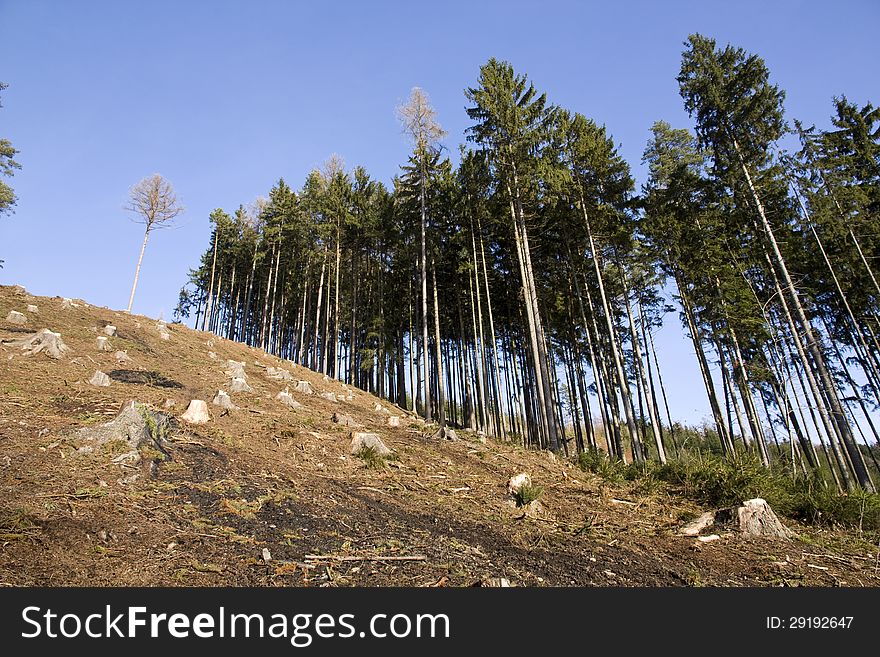 Felling of the forest, clearing in the woods. Felling of the forest, clearing in the woods