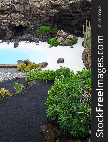 Tropical Pool Plants