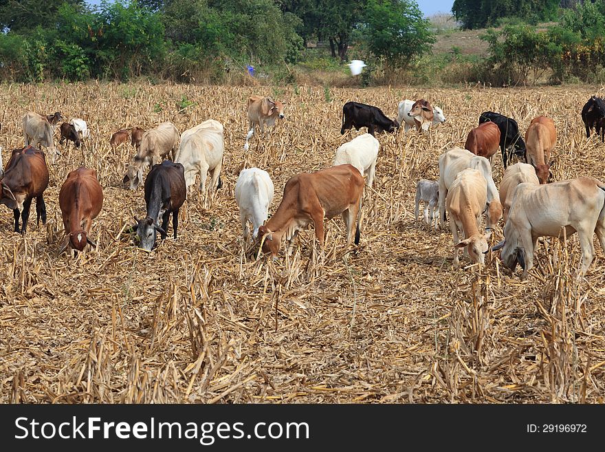 Herd of cattle grazing on aridly land with dry grass