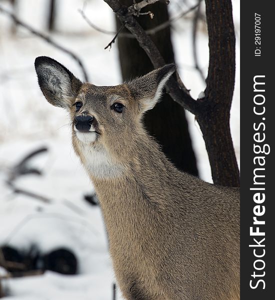 Sniffing Whitetail deer in the snow. Sniffing Whitetail deer in the snow