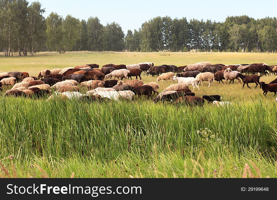 Flock of sheep grazes on a meadow.