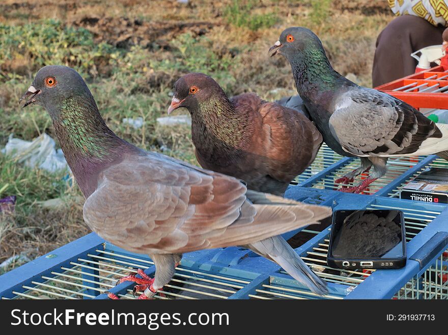 Pigeons.  three doves were seen in the cage.  Tegal, Indonesia - September 26, 2023