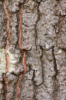 Oak Tree Bark Stock Photos Oak Tree Bark Stock Photos
