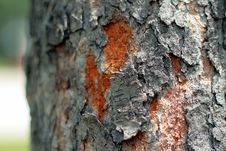 Free Hardwood Tree Bark Stock Photo - 2921010