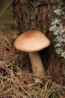 Bolete In The Forest Stock Photos