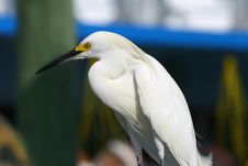 Great Egret Royalty Free Stock Image