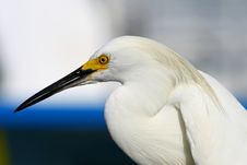 White Heron, Egret Stock Images
