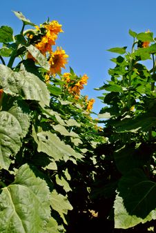 Sunflowers Royalty Free Stock Photo Sunflowers Royalty Free Stock Photo