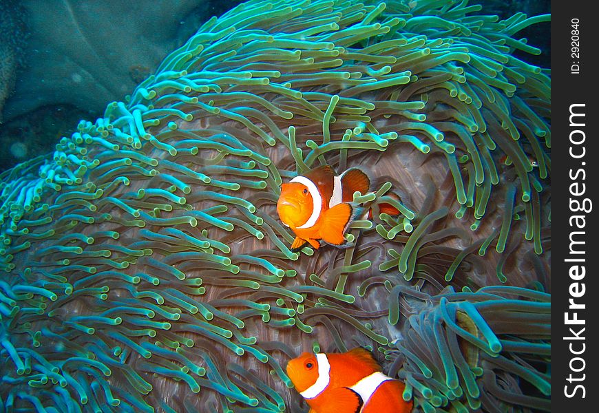 Tropical finding nemo clown fish photo from a scuba diving ecotourism adventure on a pristine coral reef. Tropical finding nemo clown fish photo from a scuba diving ecotourism adventure on a pristine coral reef