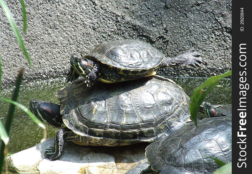 Three exotic turtles making acrobatics. Three exotic turtles making acrobatics