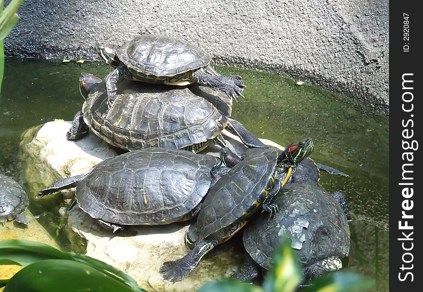 Sunbathing group of exotic turtles. Sunbathing group of exotic turtles